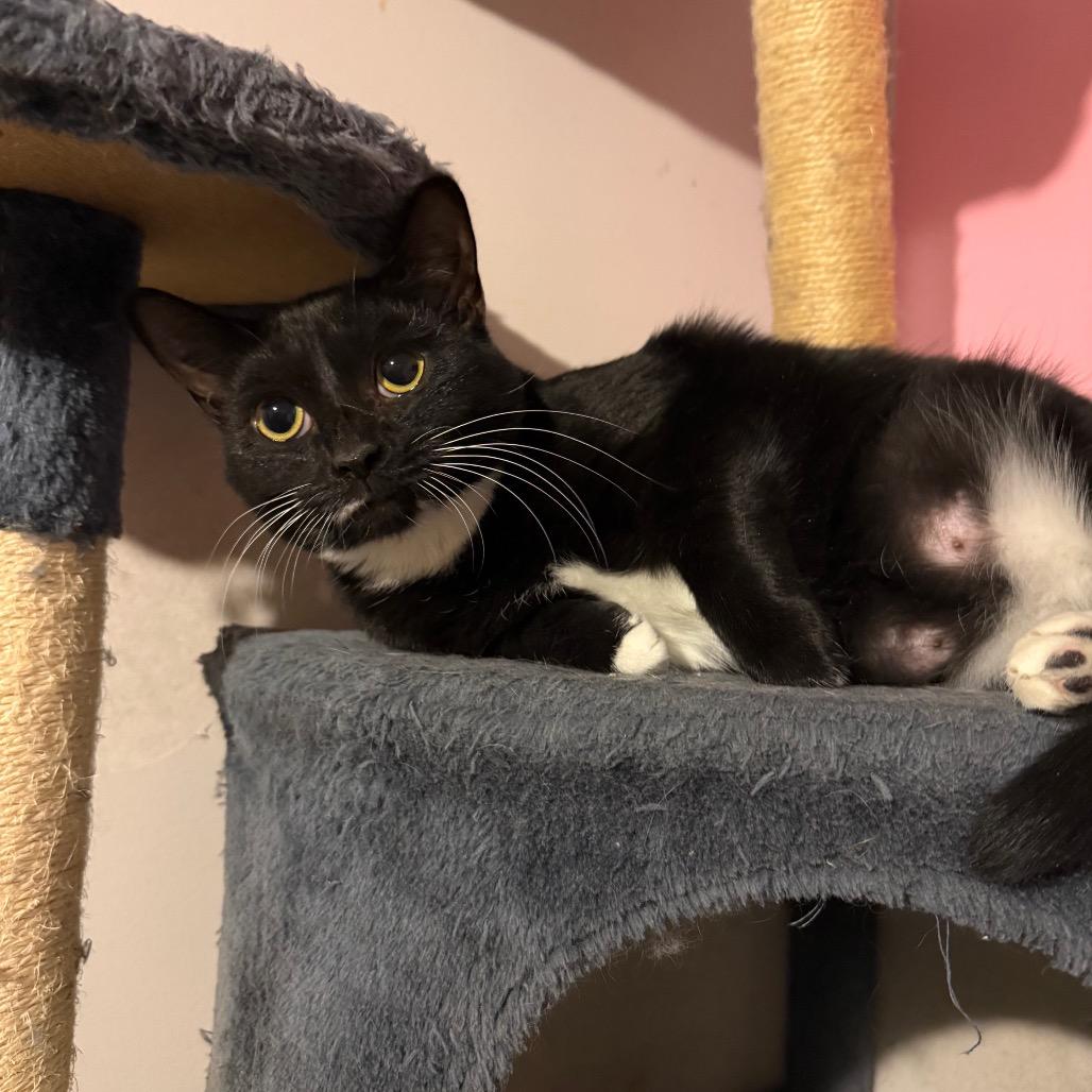 Enlarge Callie, a Adoptable Domestic Short Hair in Hedgesville, WV image 6/6