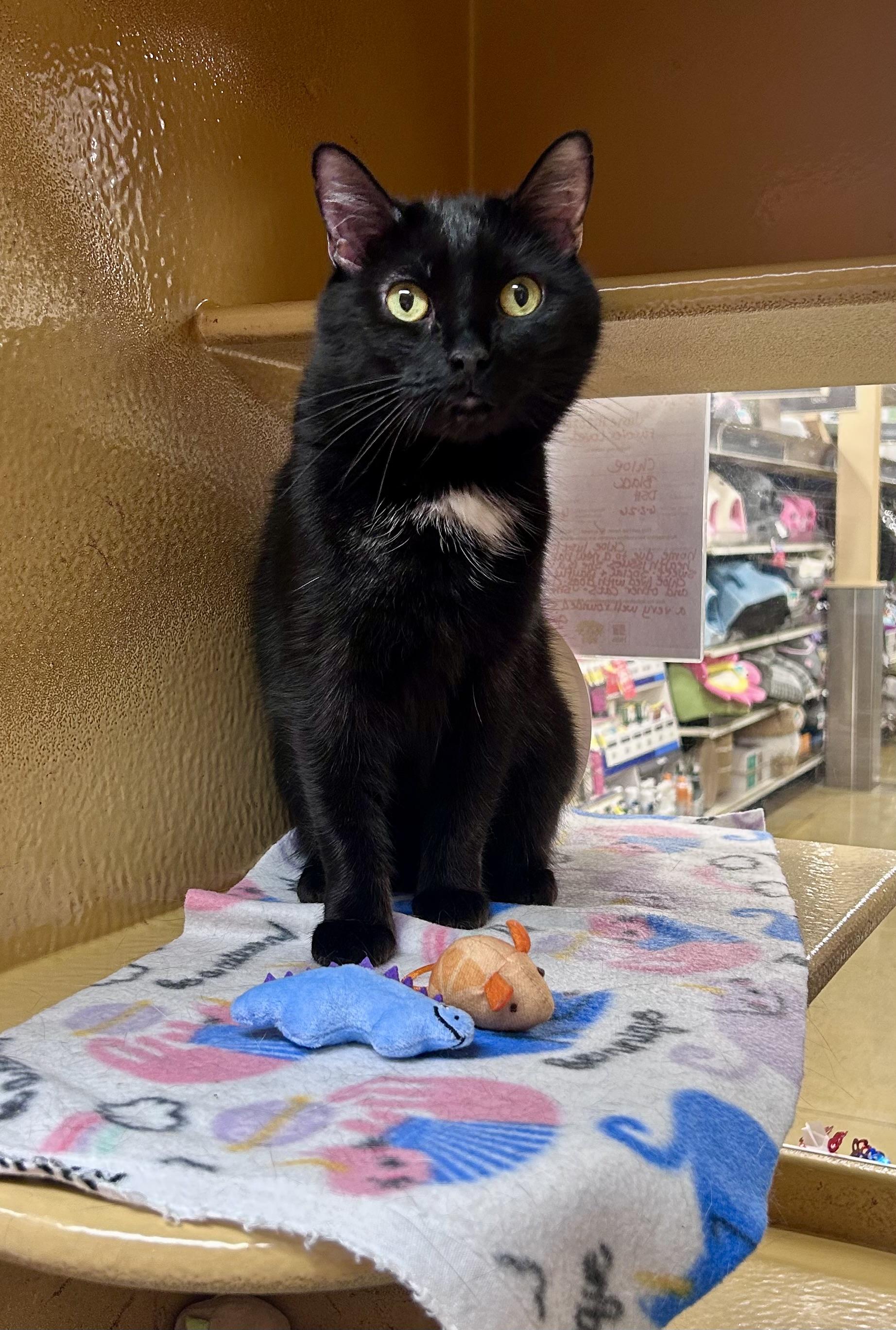 Chloe, ADOPTABLE, Adult Female Domestic Short Hair.
