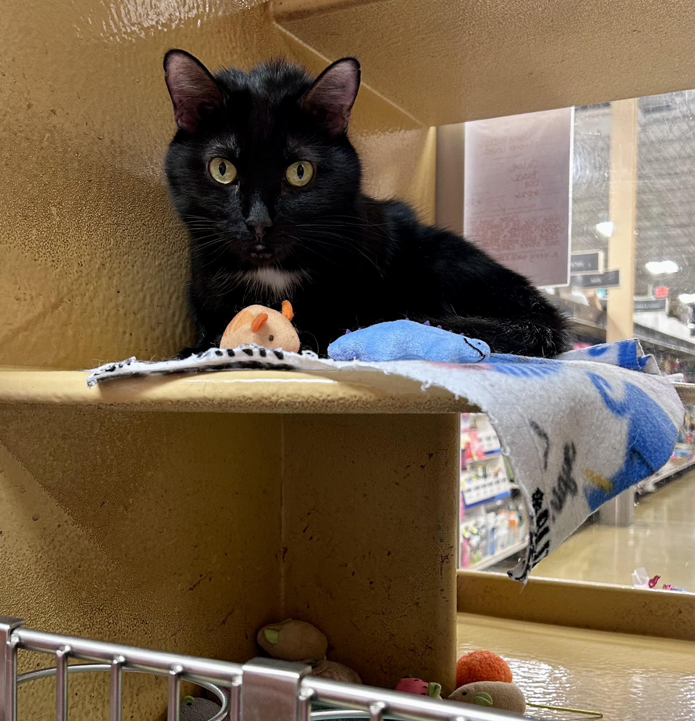 Enlarge Chloe, a ADOPTABLE Domestic Short Hair in Vernon Hills, IL image 2/2