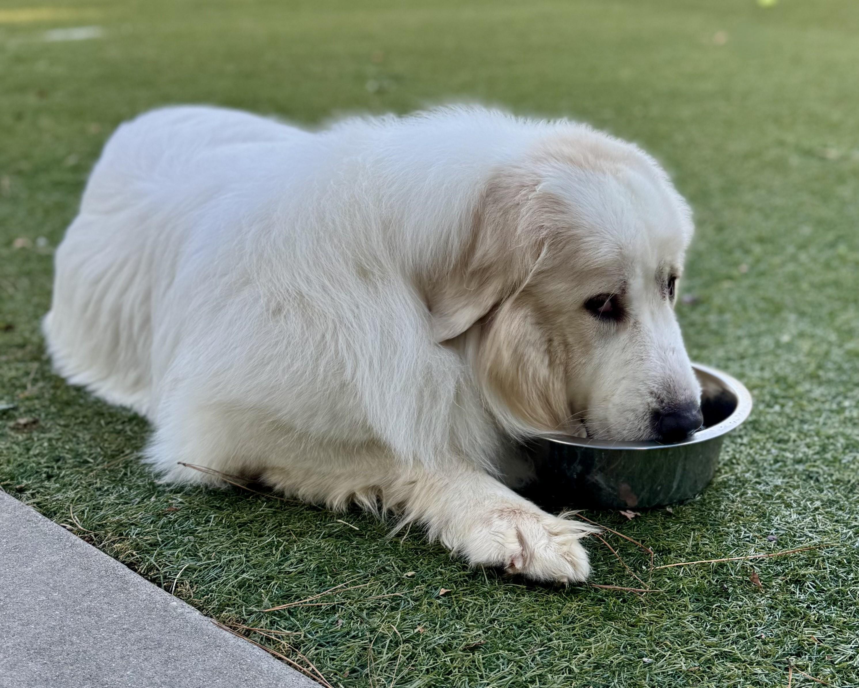 Fluffy Girl