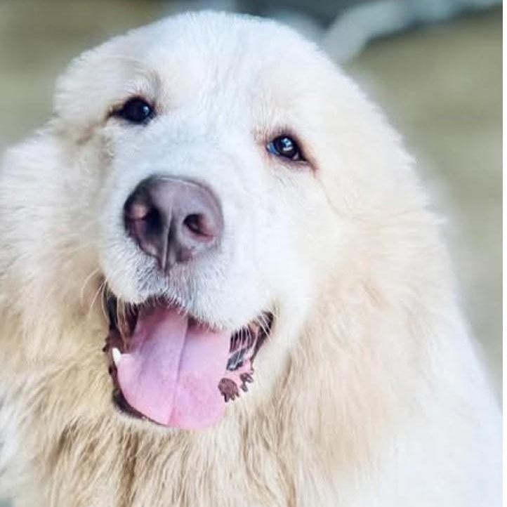 Fluffy Girl