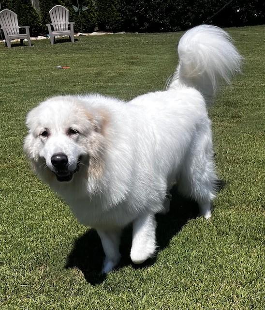 Fluffy Girl