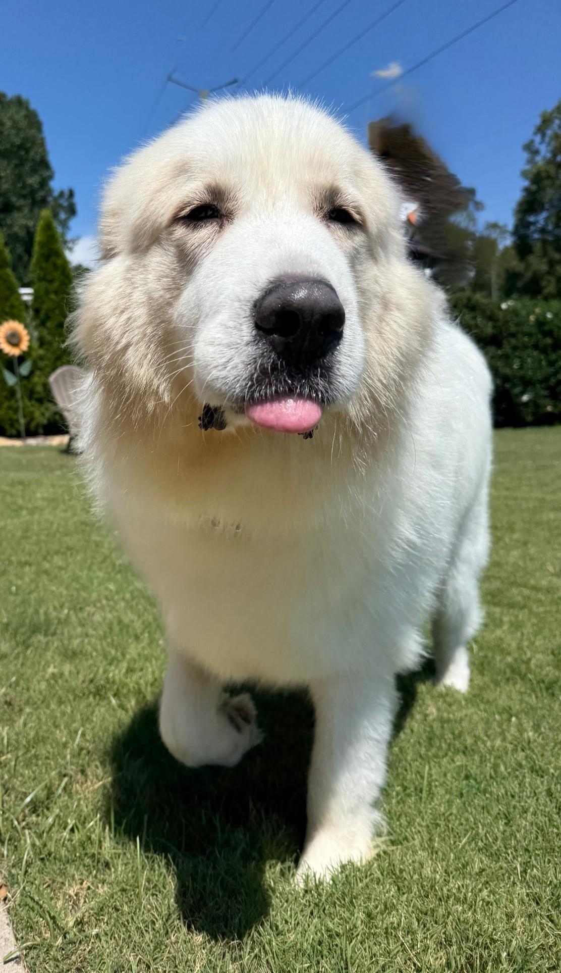 Fluffy Girl