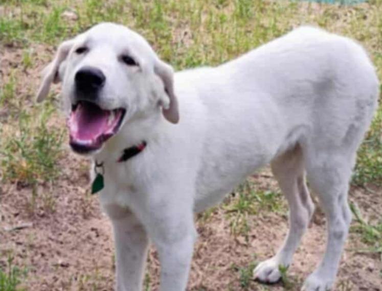 Teddy, Adoptable, Young Male Labrador Retriever & Great Pyrenees.
