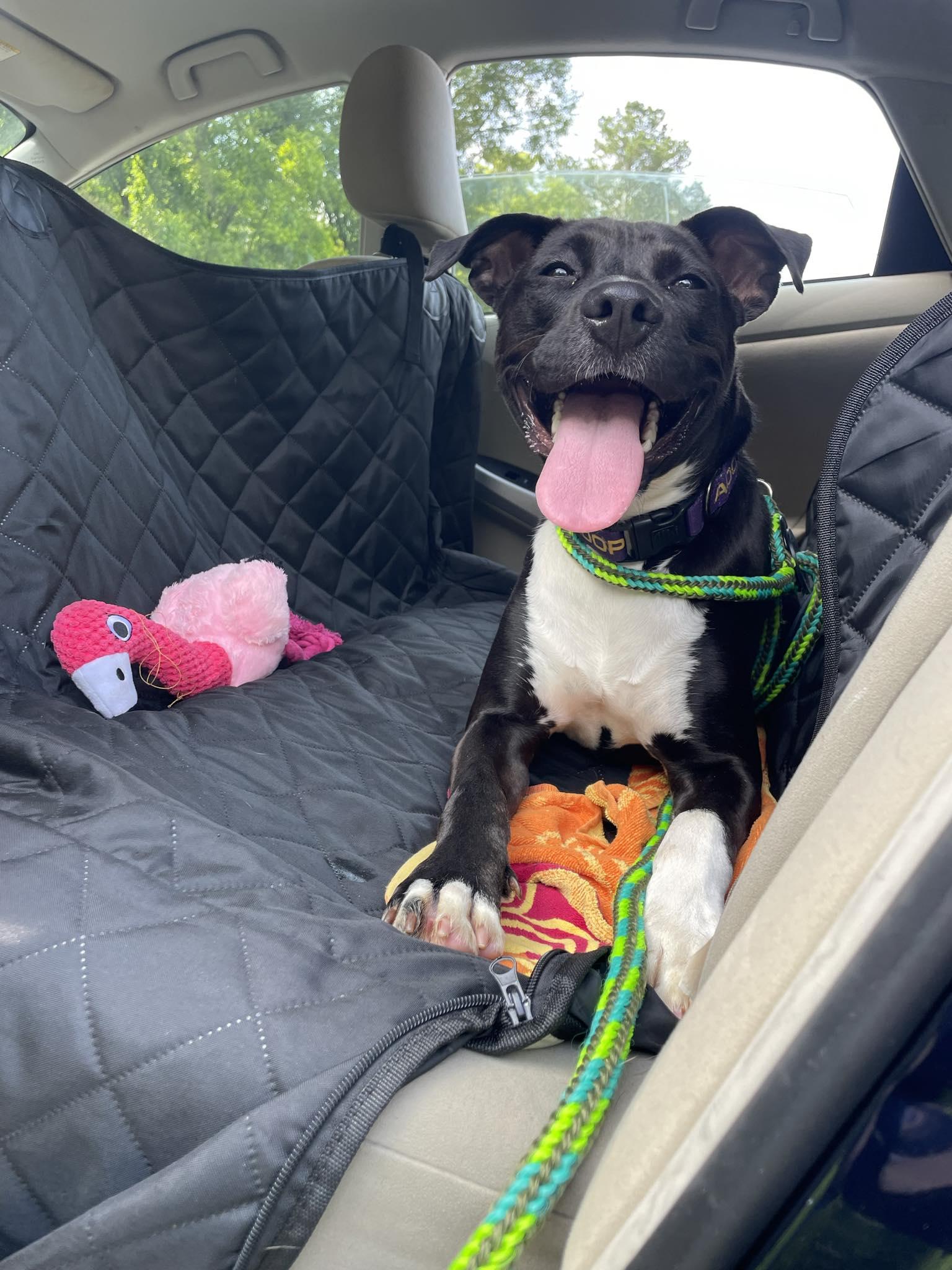 Smudge (Project Homebound), a Adoptable Mixed Breed in Athens, GA image 3/6