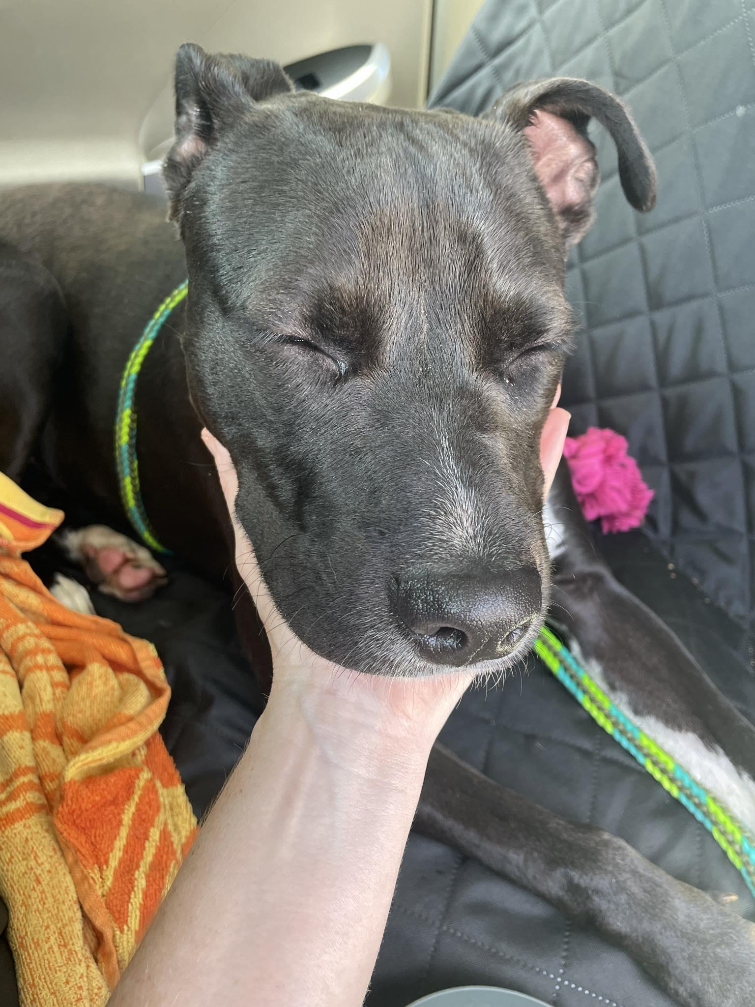 Smudge (Project Homebound), a Adoptable Mixed Breed in Athens, GA image 4/6