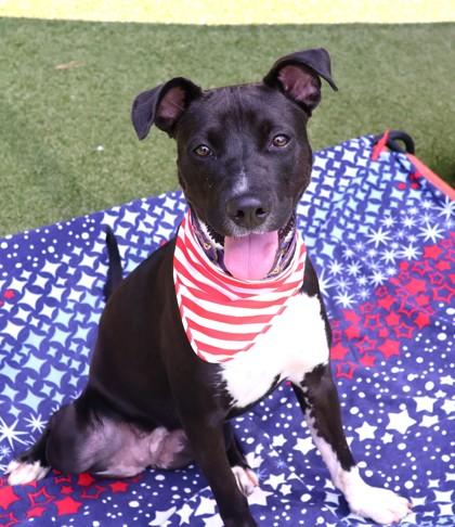 Smudge (Project Homebound), Adoptable, Young Female Mixed Breed.