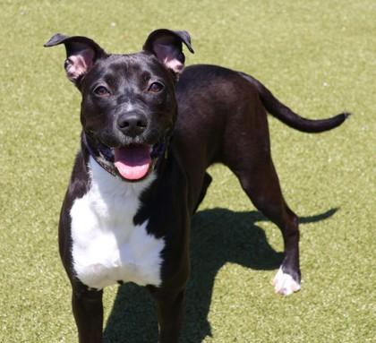 Smudge (Project Homebound), a Adoptable Mixed Breed in Athens, GA image 6/6