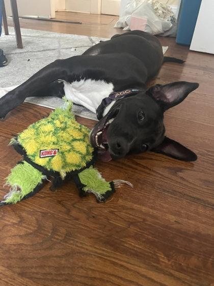 Smudge (Project Homebound), a Adoptable Mixed Breed in Athens, GA image 5/6