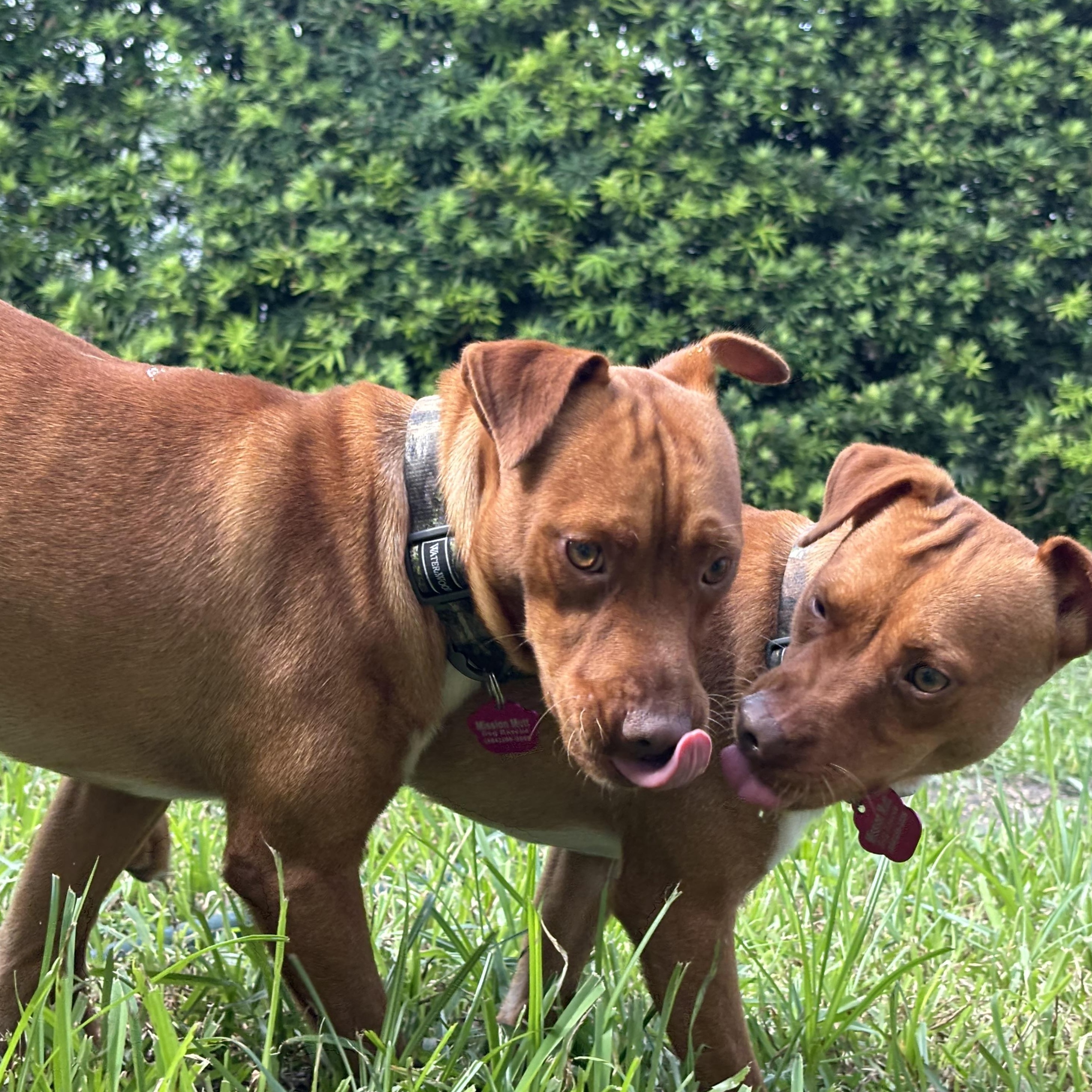 Enlarge Blizzard, a Adoptable mixed breed in  Coral Gables, FL image 3/4