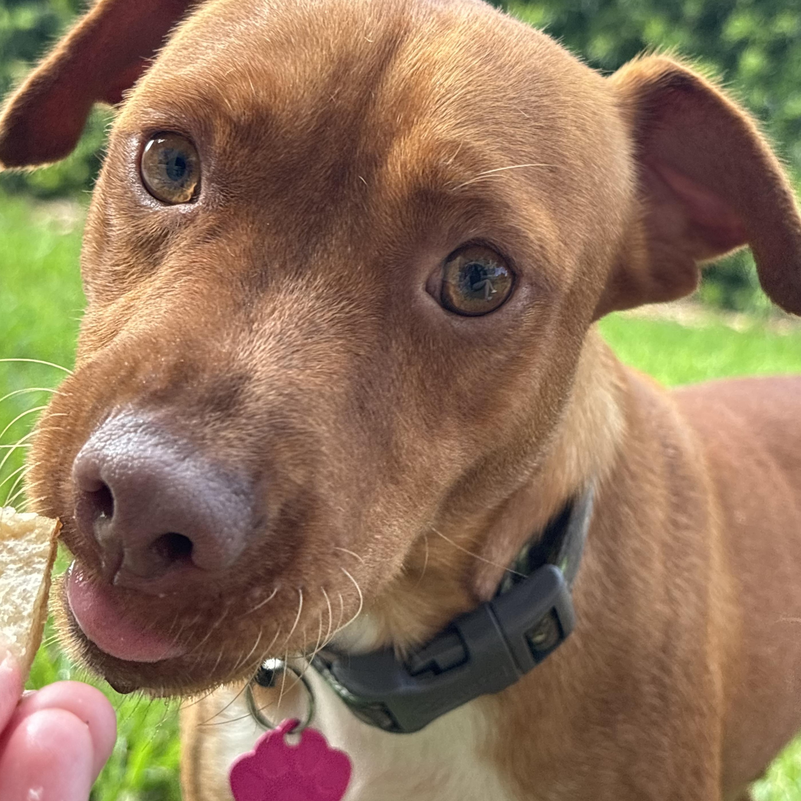 Enlarge Blizzard, a Adoptable mixed breed in  Coral Gables, FL image 2/4