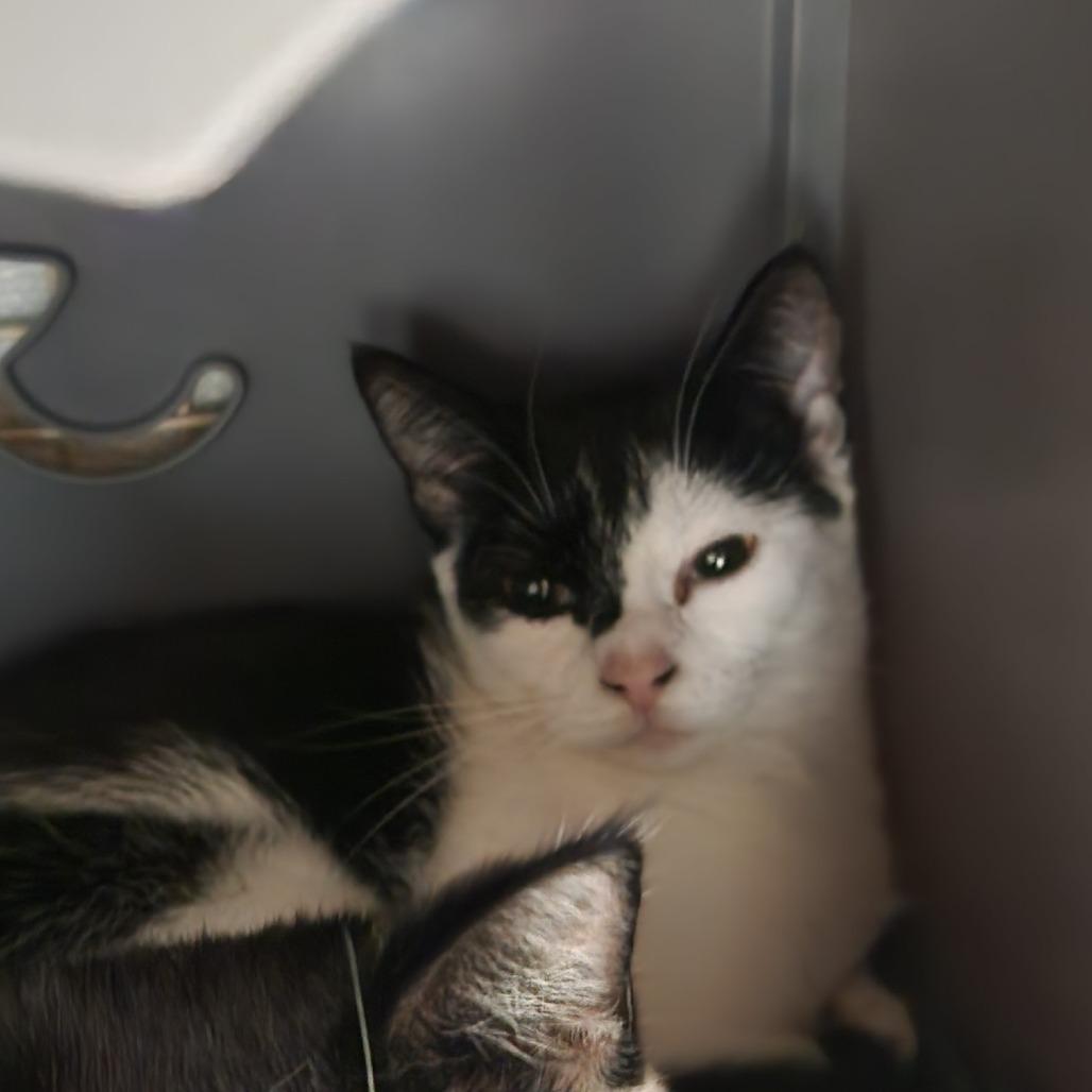 Enlarge Cindy, a Adoptable Domestic Short Hair in Watertown, NY image 1/2