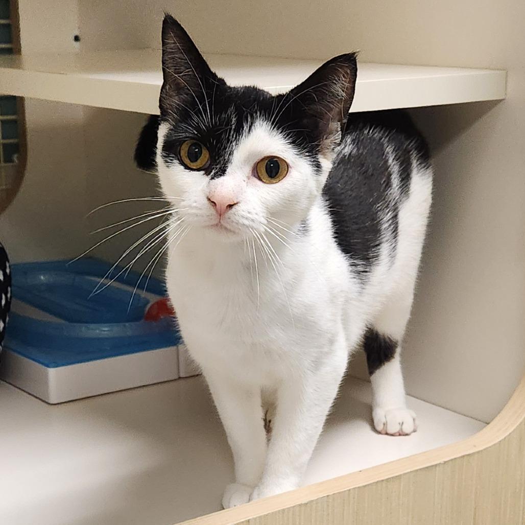 Enlarge Cindy, a Adoptable Domestic Short Hair in Watertown, NY image 2/2