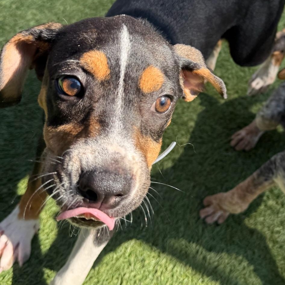 Piglet, ADOPTABLE, Puppy Female Greater Swiss Mountain Dog.