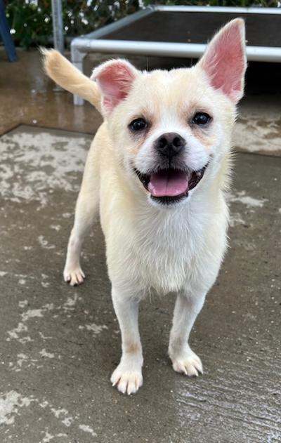 Blue, an adoptable Pekingese, Chihuahua in Long Beach, NY, 11561 | Photo Image 1