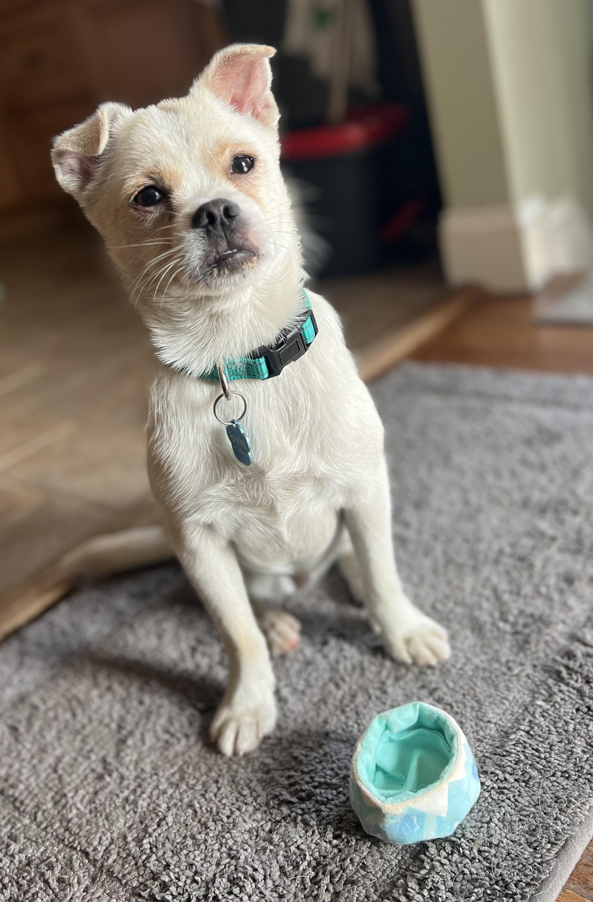 Blue, an adoptable Pekingese, Chihuahua in Long Beach, NY, 11561 | Photo Image 2