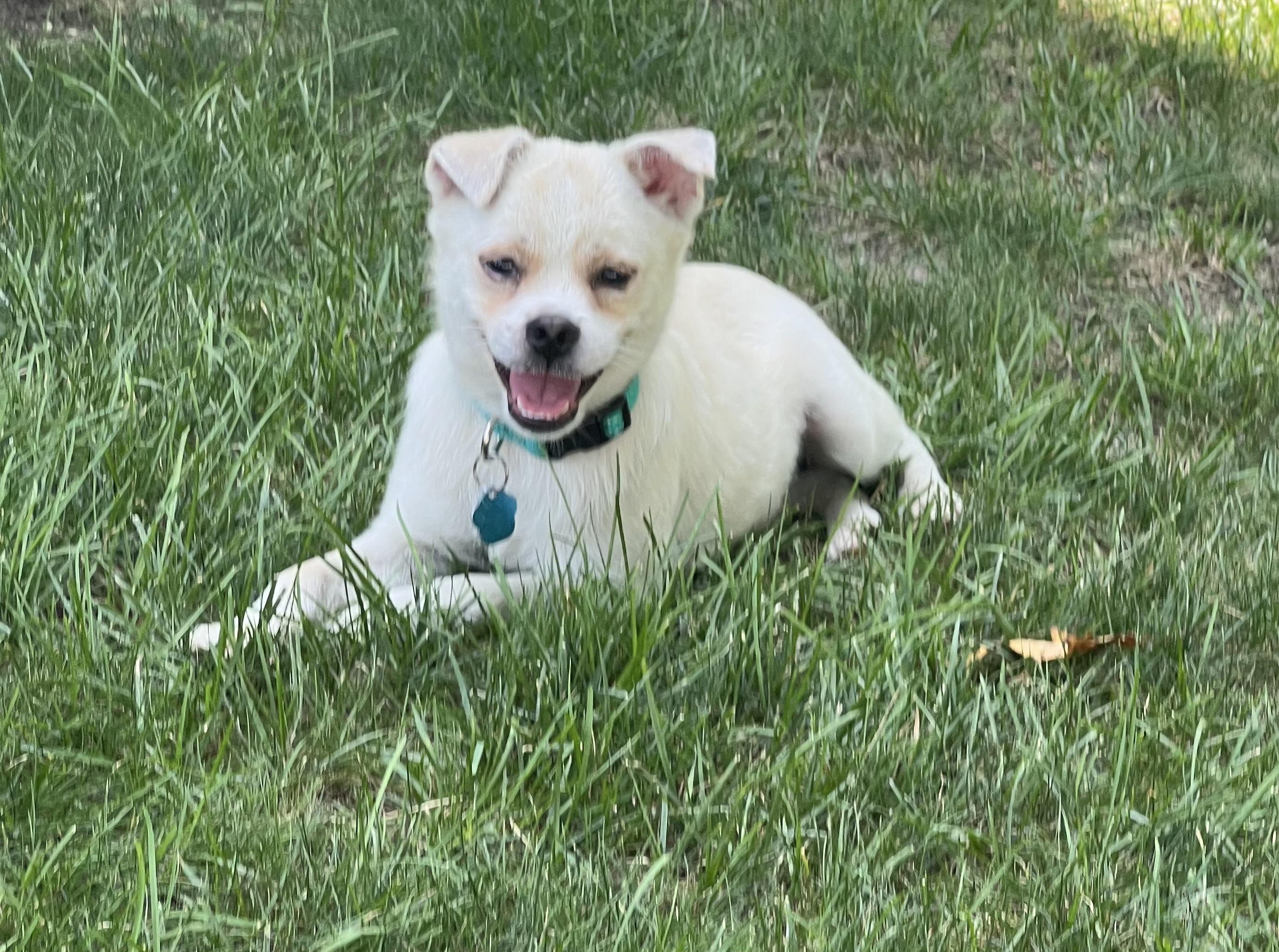 Blue, an adoptable Pekingese, Chihuahua in Long Beach, NY, 11561 | Photo Image 3