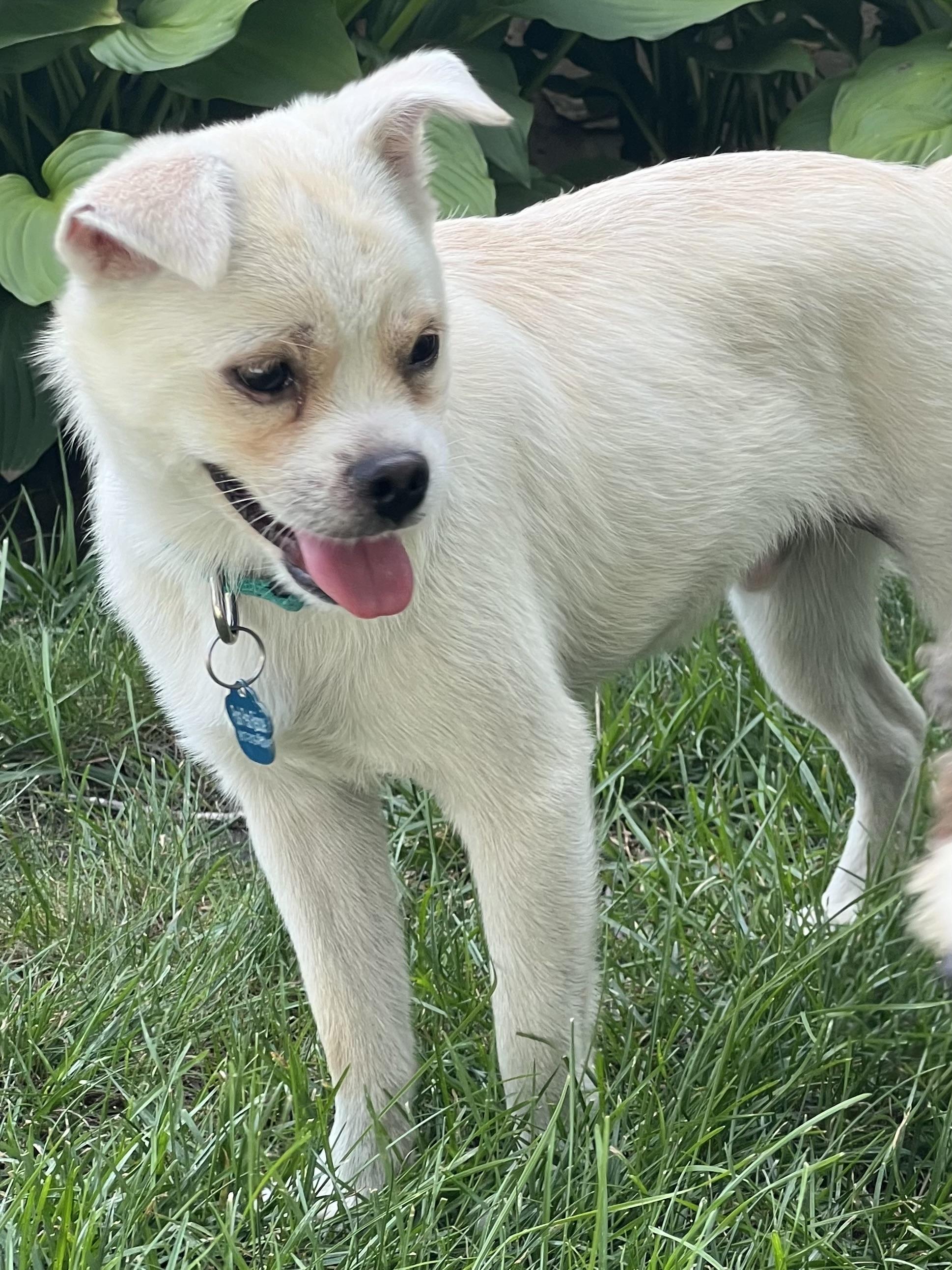 Blue, an adoptable Pekingese, Chihuahua in Long Beach, NY, 11561 | Photo Image 4
