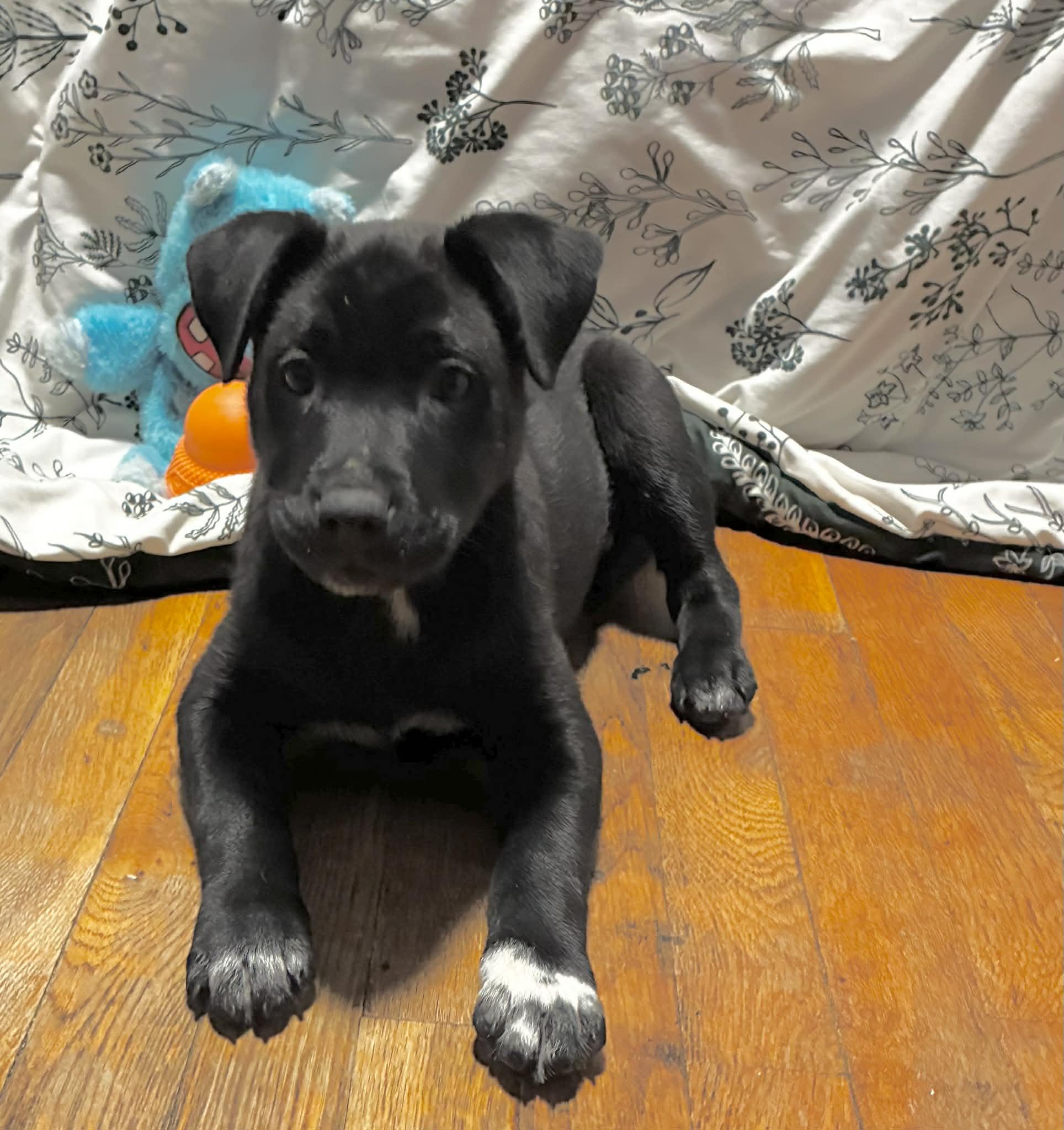 Enlarge Espresso, an adopted Pit Bull Terrier in Binghamton, NY image 2/2