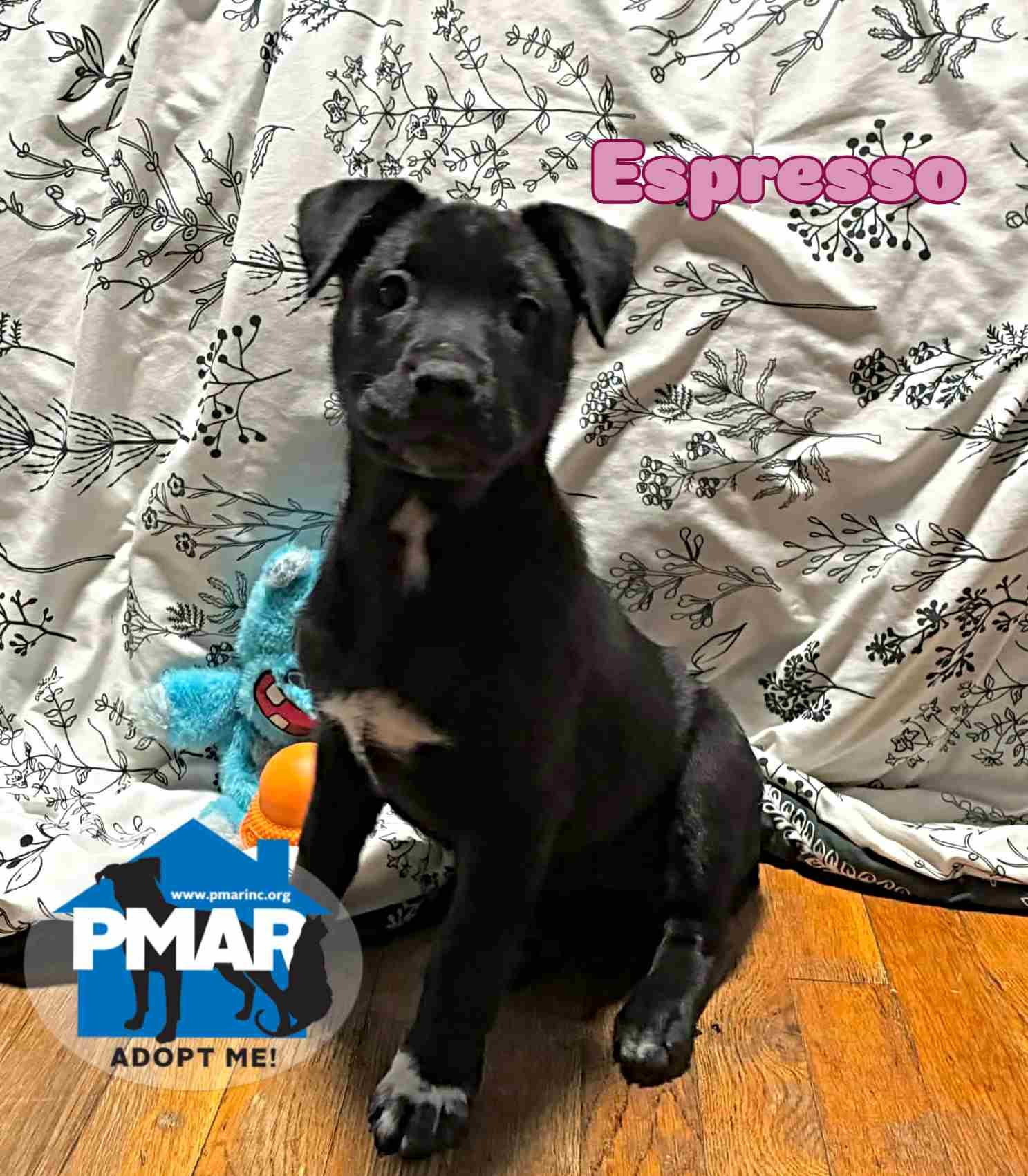 Enlarge Espresso, an adopted Pit Bull Terrier in Binghamton, NY image 1/2