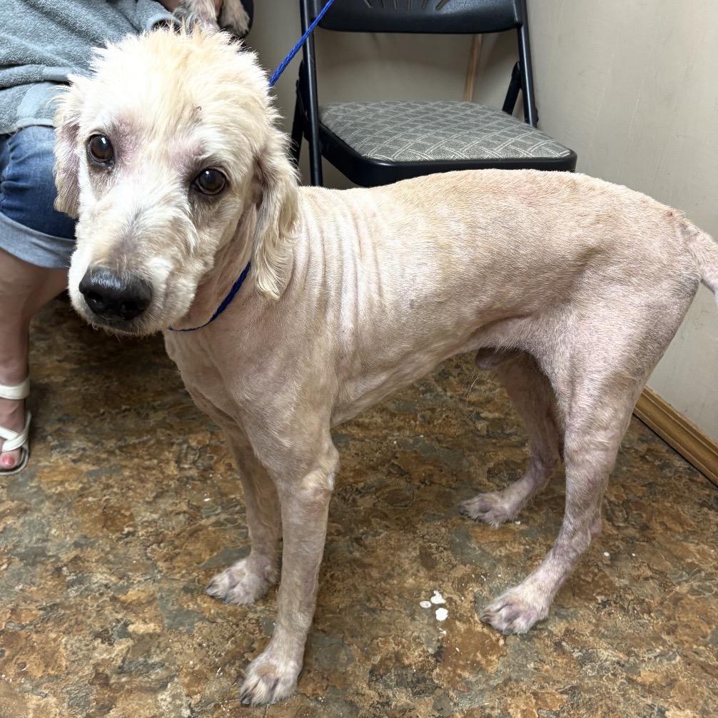 Grant, Adoptable, Adult Male Standard Poodle & Labrador Retriever.