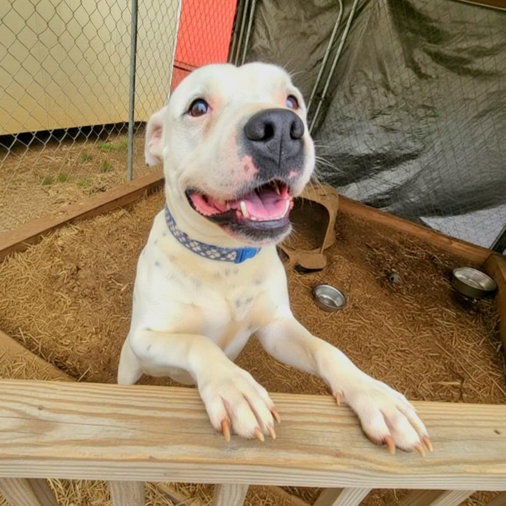 Percy, Adoptable, Adult Male American Staffordshire Terrier.