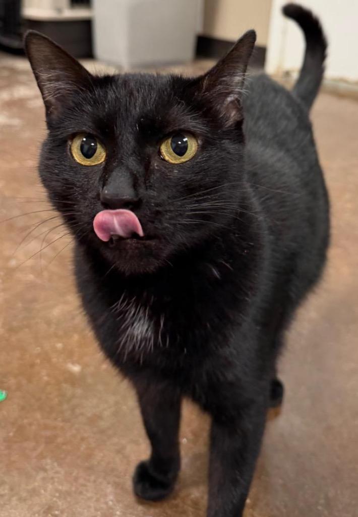 Starla, Adoptable, Young Female Domestic Medium Hair.