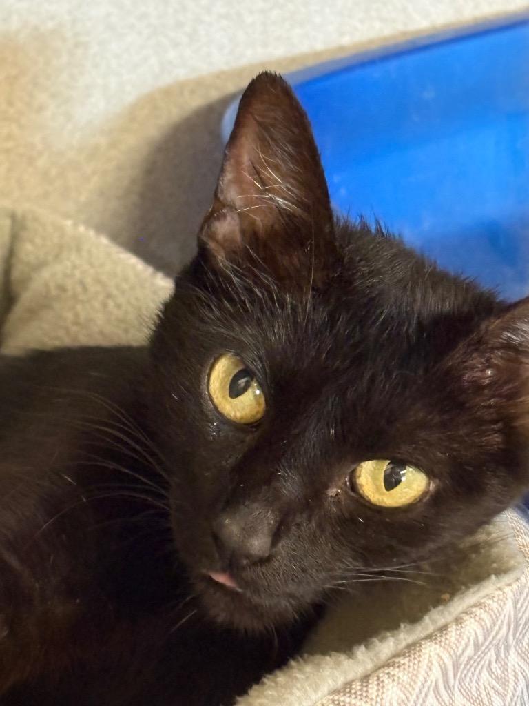 Starla, a Adoptable mixed breed in Midland, TX image 2/3