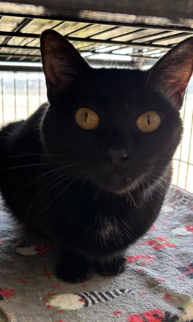 Starla, a Adoptable mixed breed in Midland, TX image 3/3