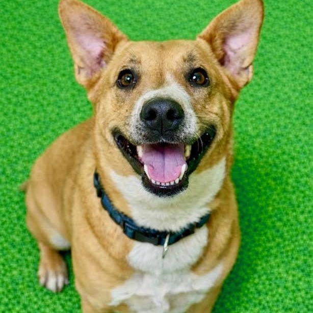 Cocoa Puffs, ADOPTABLE, Young Female Shepherd.