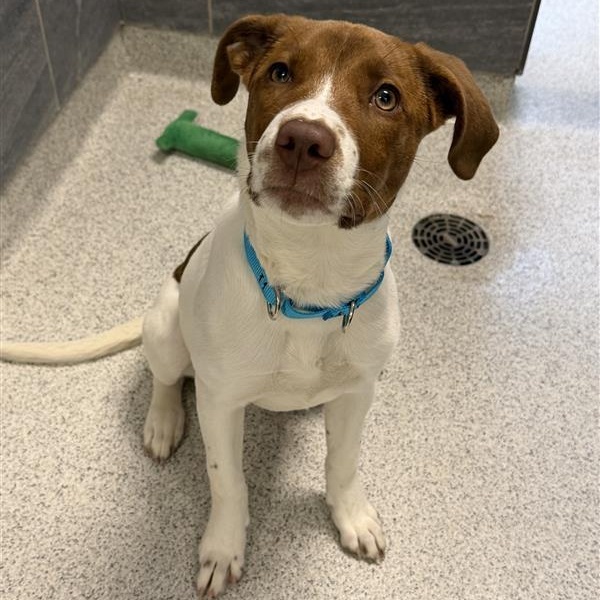 Dee, an adopted Mixed Breed in Cooperstown, NY image 2/2