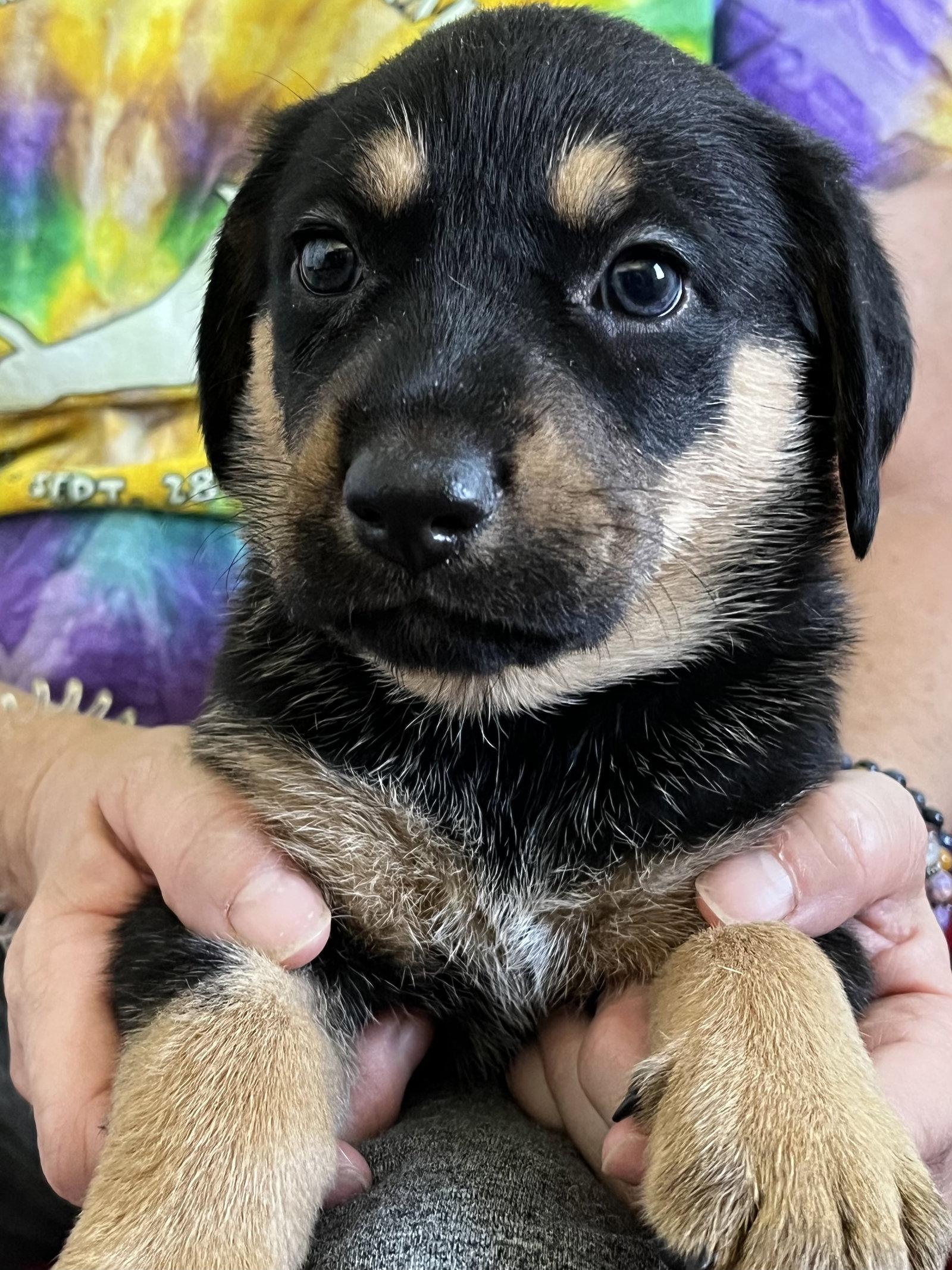 Pearl, Adoptable, Puppy Female Rottweiler & Black and Tan Coonhound.