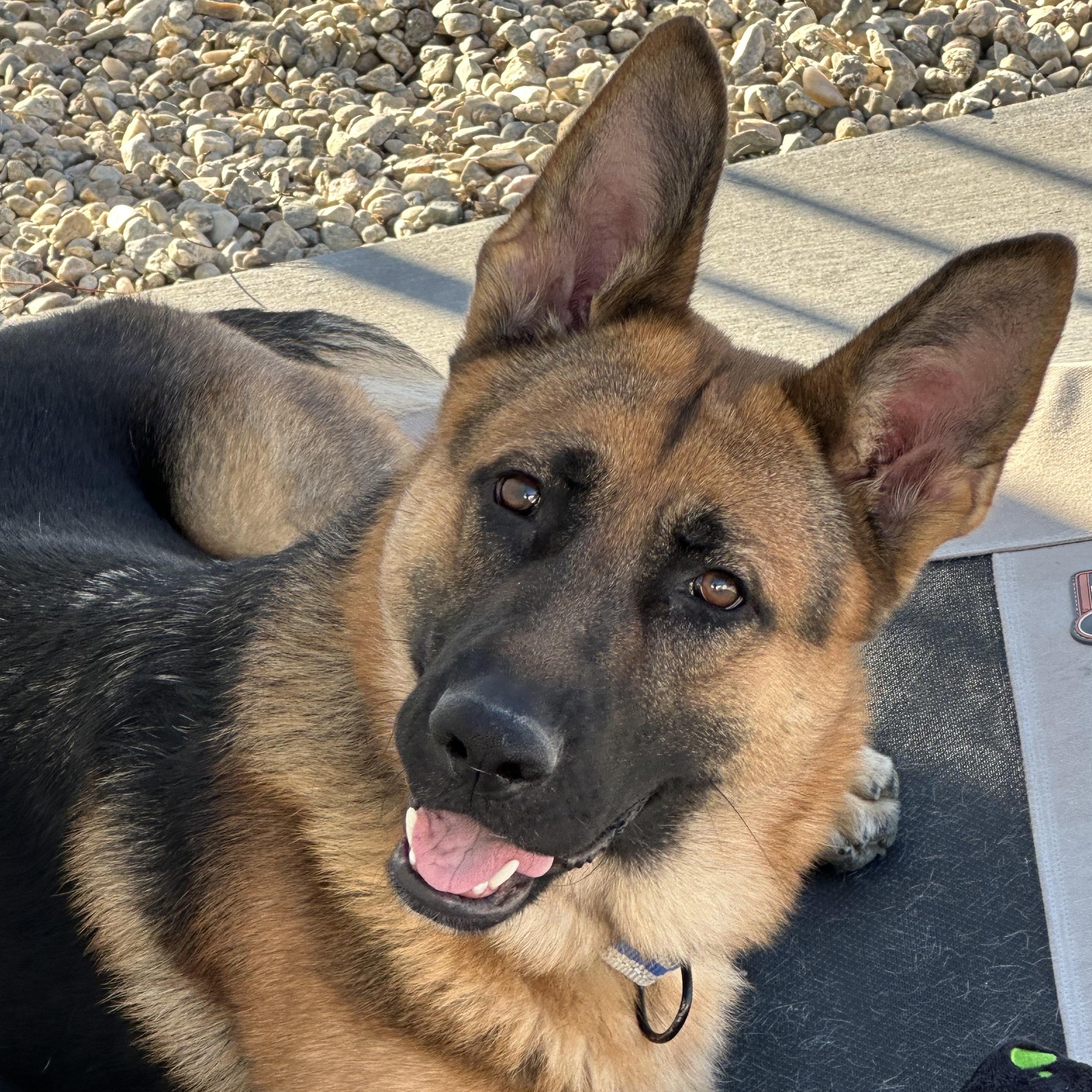 Enlarge Fiona, a Adoptable German Shepherd Dog in Santa Rosa Valley, CA image 2/5