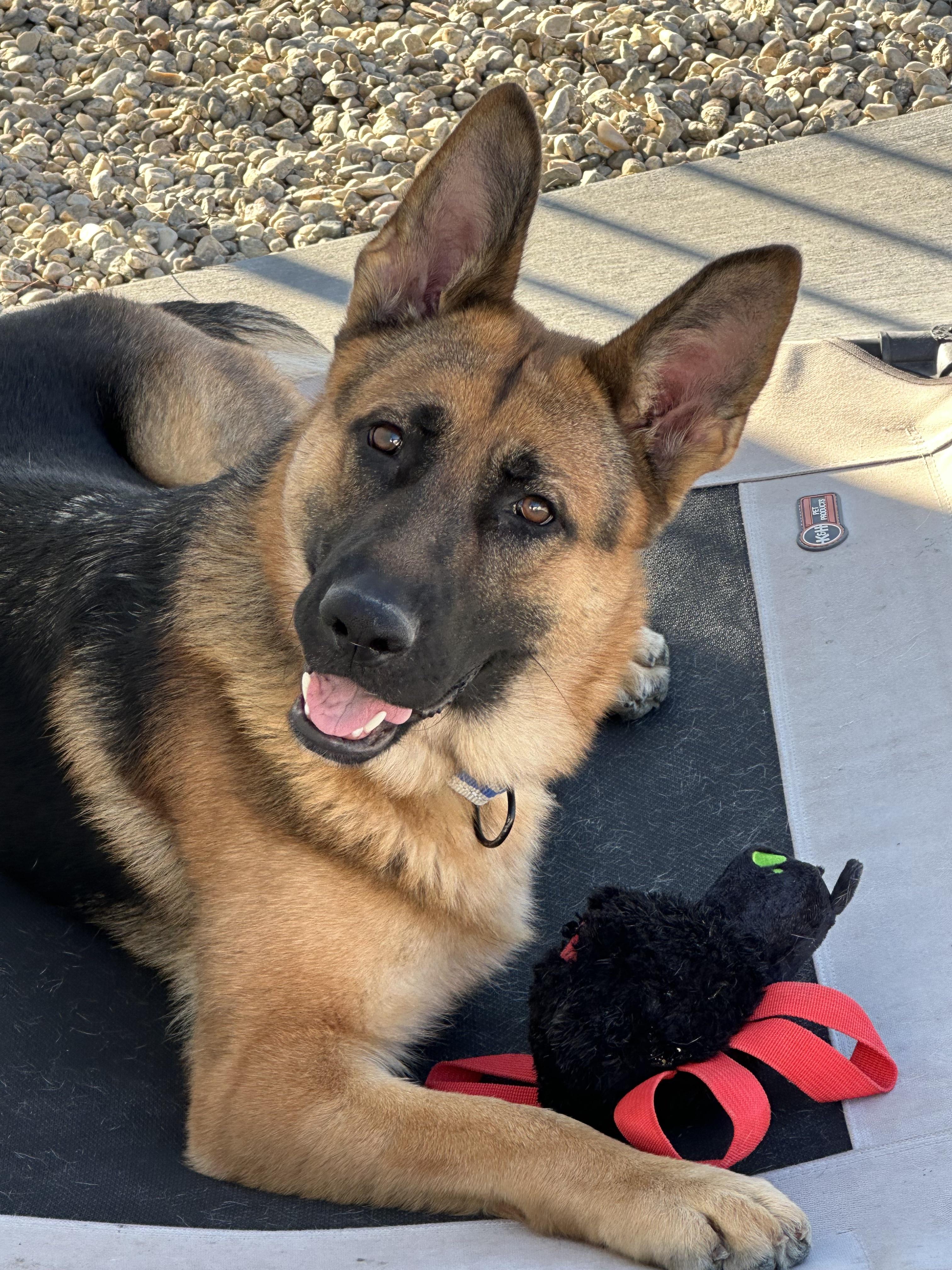 Fiona, a ADOPTABLE German Shepherd Dog in Santa Rosa Valley, CA image 1/6