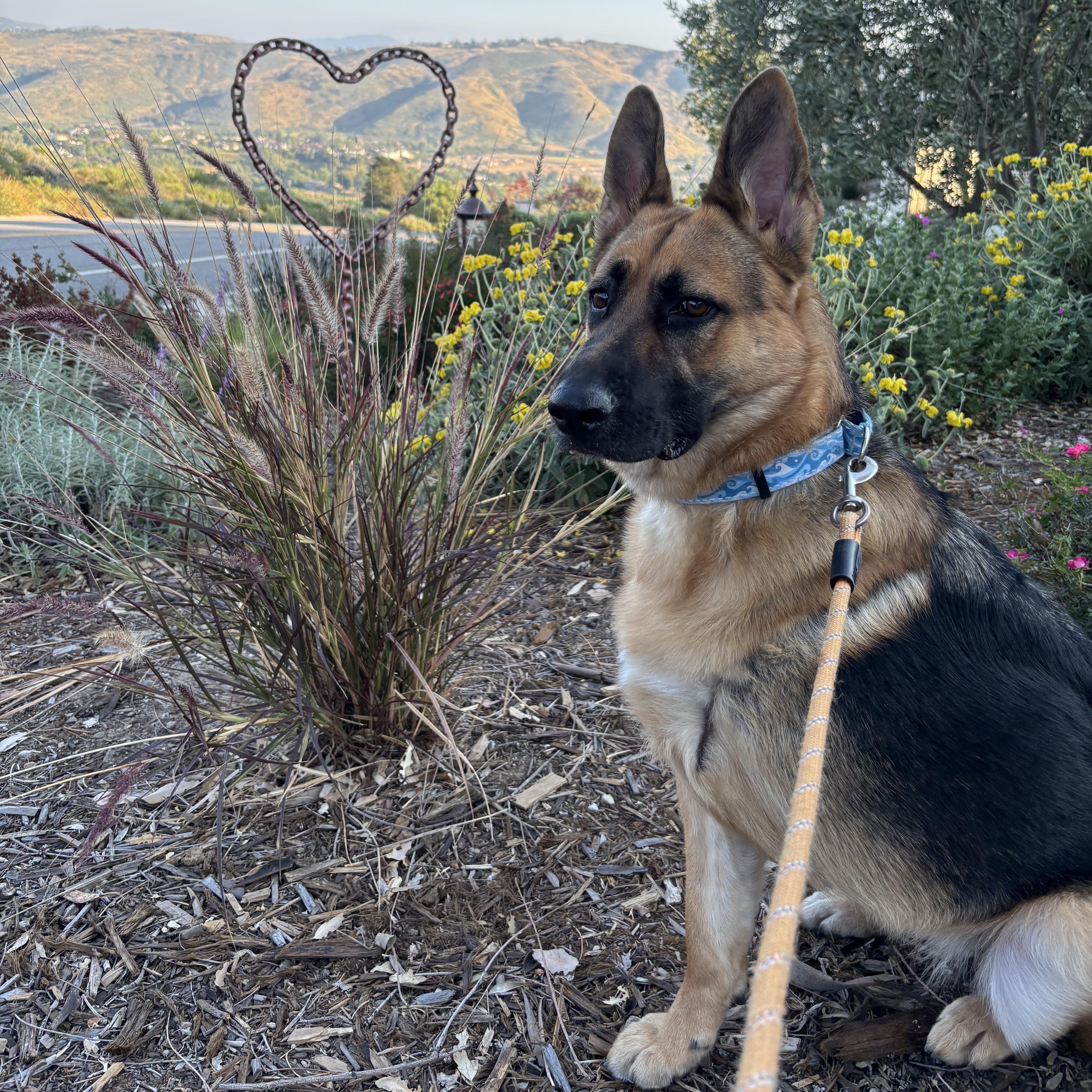 Enlarge Fiona, a Adoptable German Shepherd Dog in Santa Rosa Valley, CA image 5/5