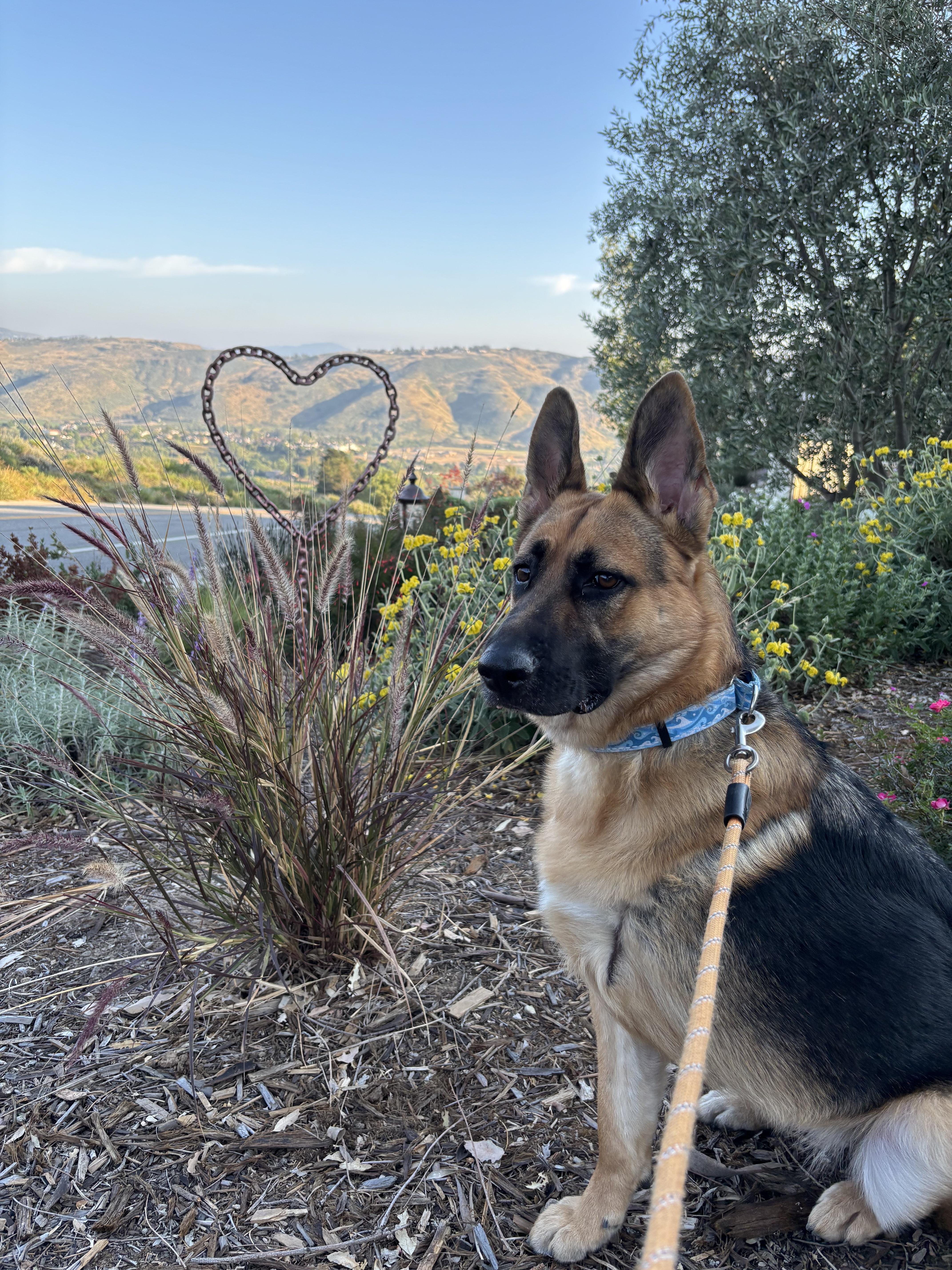 Fiona, a ADOPTABLE German Shepherd Dog in Santa Rosa Valley, CA image 6/6