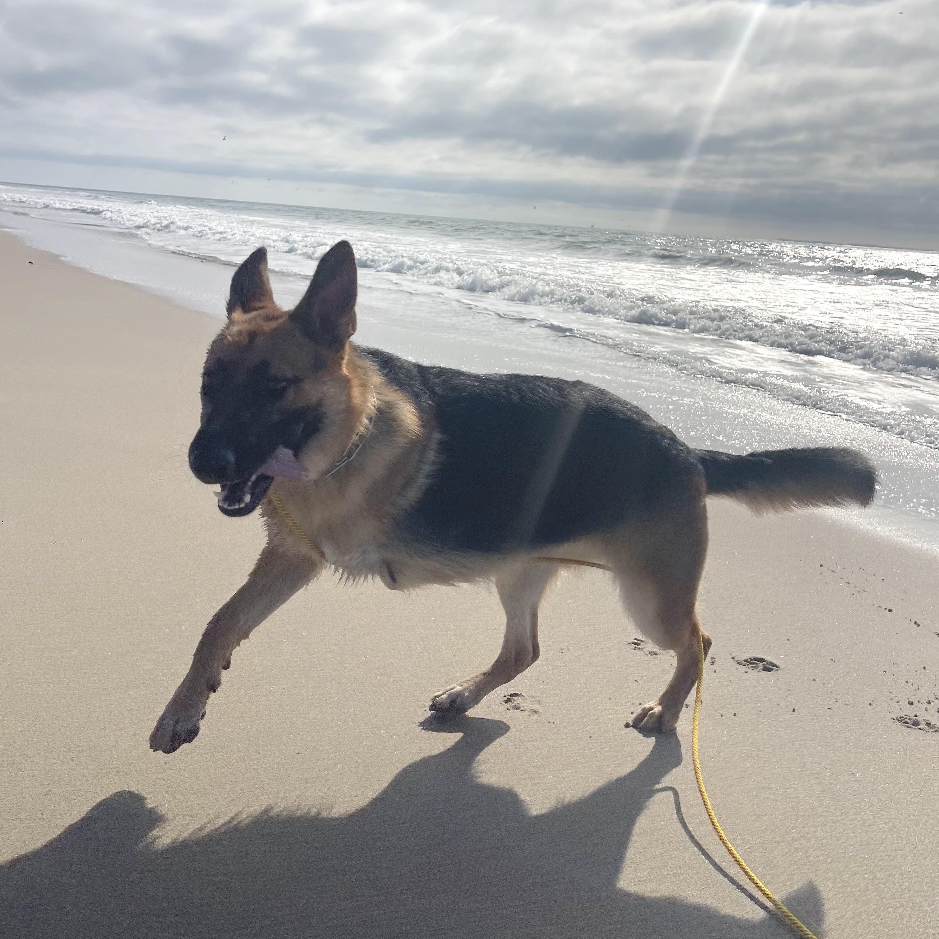 Enlarge Fiona, a Adoptable German Shepherd Dog in Santa Rosa Valley, CA image 3/5