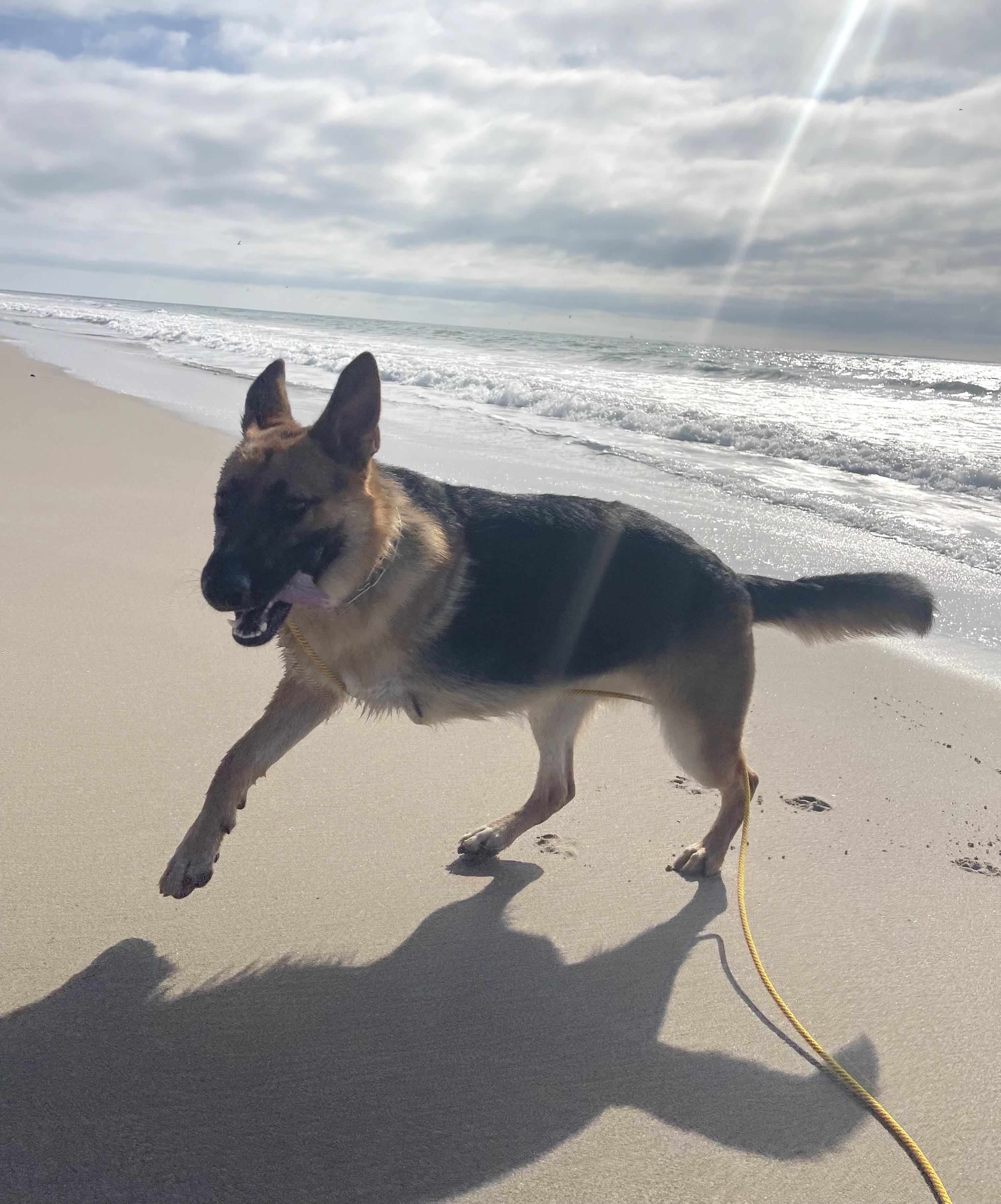 Fiona, a ADOPTABLE German Shepherd Dog in Santa Rosa Valley, CA image 3/6