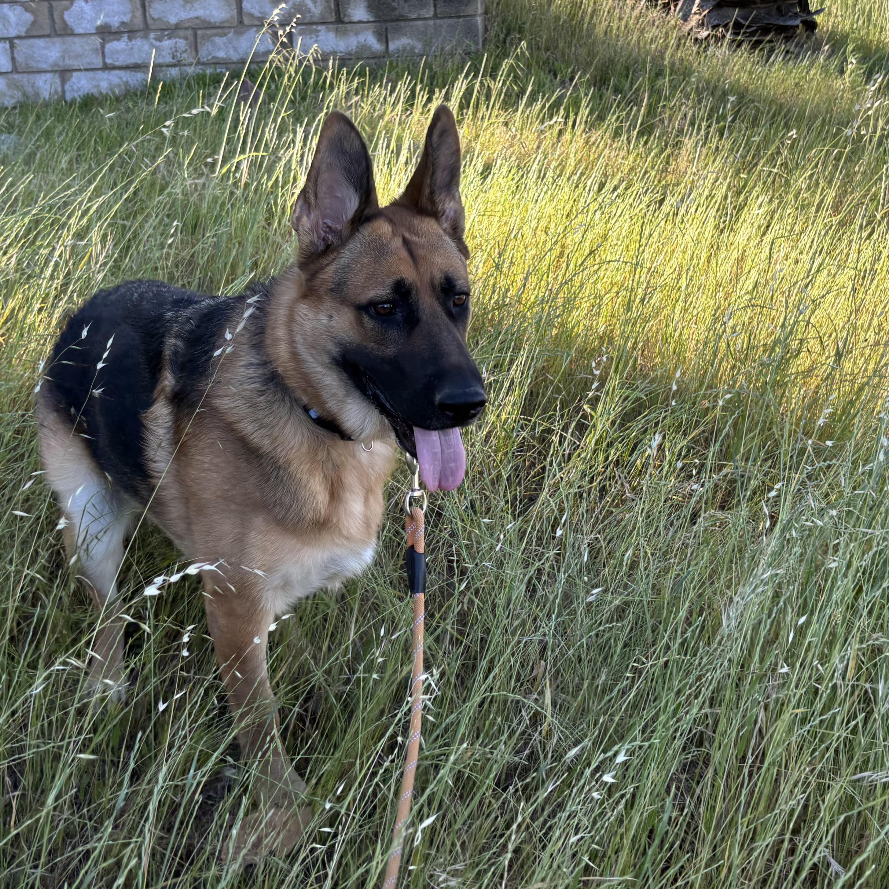 Fiona, Adoptable, Young Female German Shepherd Dog.