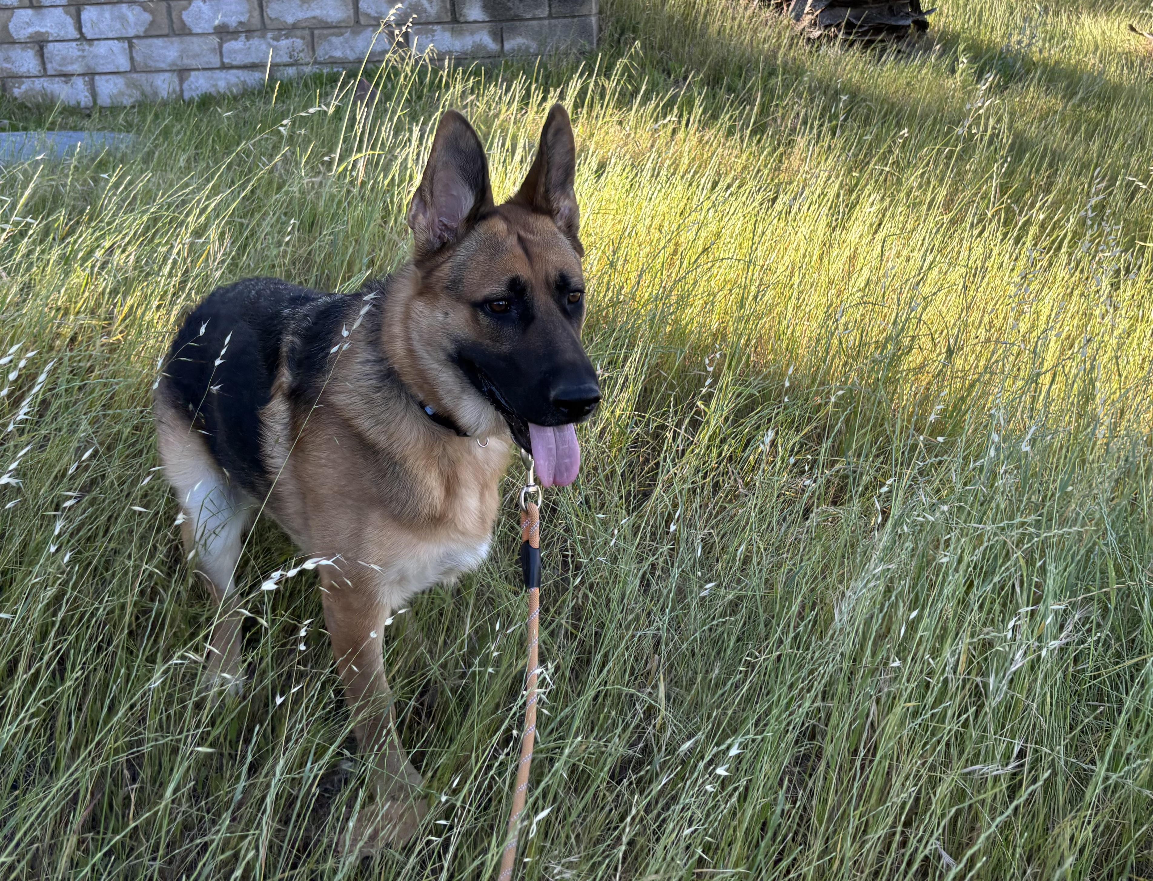 Fiona, a ADOPTABLE German Shepherd Dog in Santa Rosa Valley, CA image 4/6