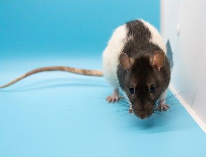 Enlarge Caroline, a Adopted Rat in Richmond, VA image 1/3