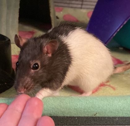 Enlarge Caroline, a Adopted Rat in Richmond, VA image 2/3