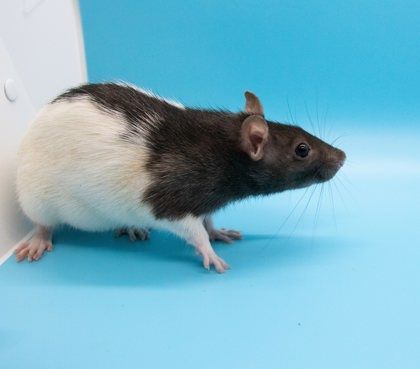 Enlarge Caroline, a Adopted Rat in Richmond, VA image 3/3