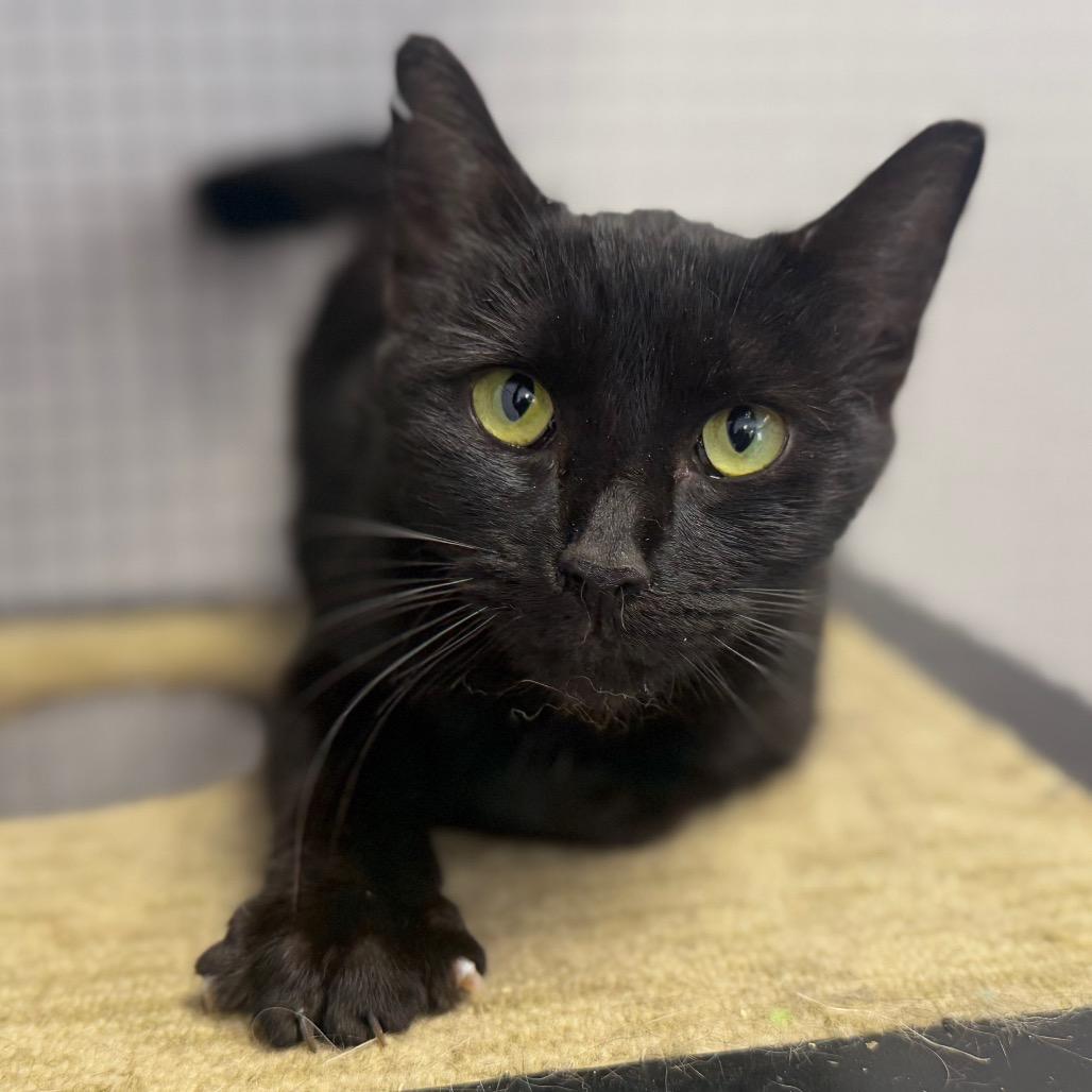 Lonnie, Adoptable, Adult Female Domestic Short Hair.