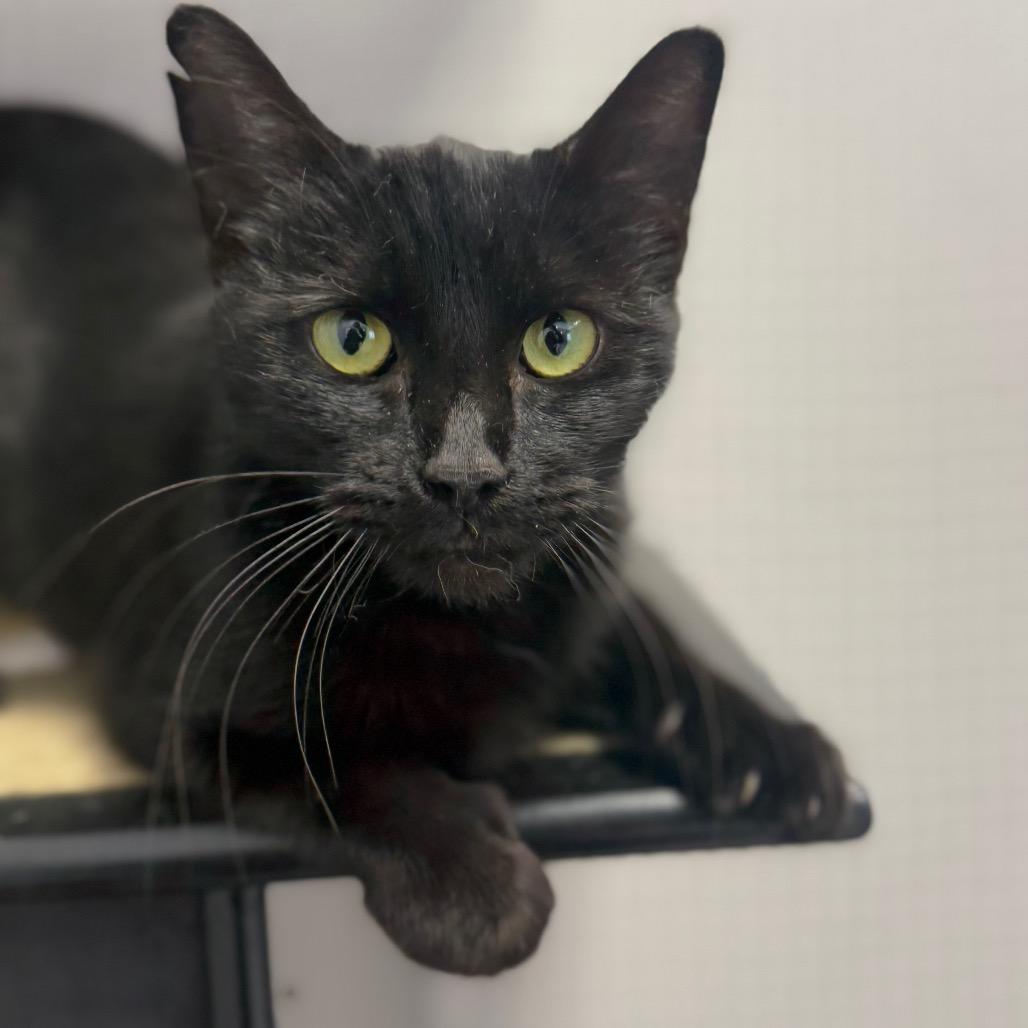 Enlarge Lonnie, a Adoptable Domestic Short Hair in Ridgely, MD image 2/6