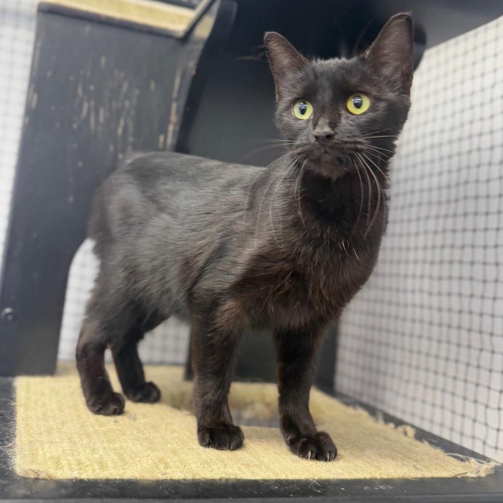 Enlarge Lonnie, a Adoptable Domestic Short Hair in Ridgely, MD image 3/6