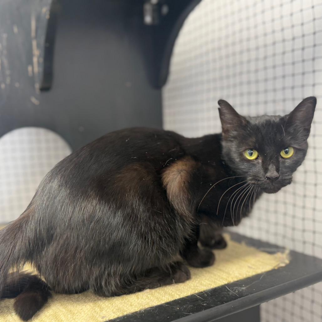 Enlarge Lonnie, a Adoptable Domestic Short Hair in Ridgely, MD image 5/6