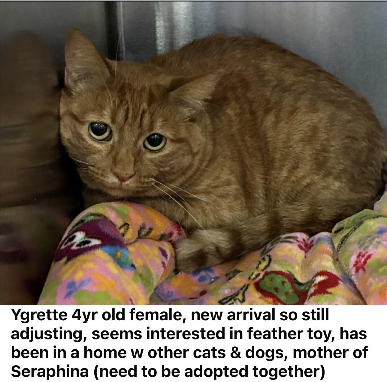 Mother & Daughter, ADOPTABLE, Adult Female Domestic Short Hair.