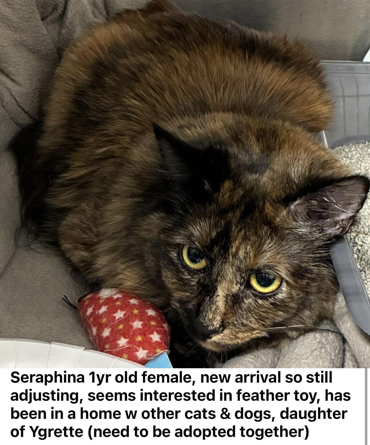 Enlarge Mother & Daughter, a ADOPTABLE Domestic Short Hair in Las Vegas, NV image 2/2