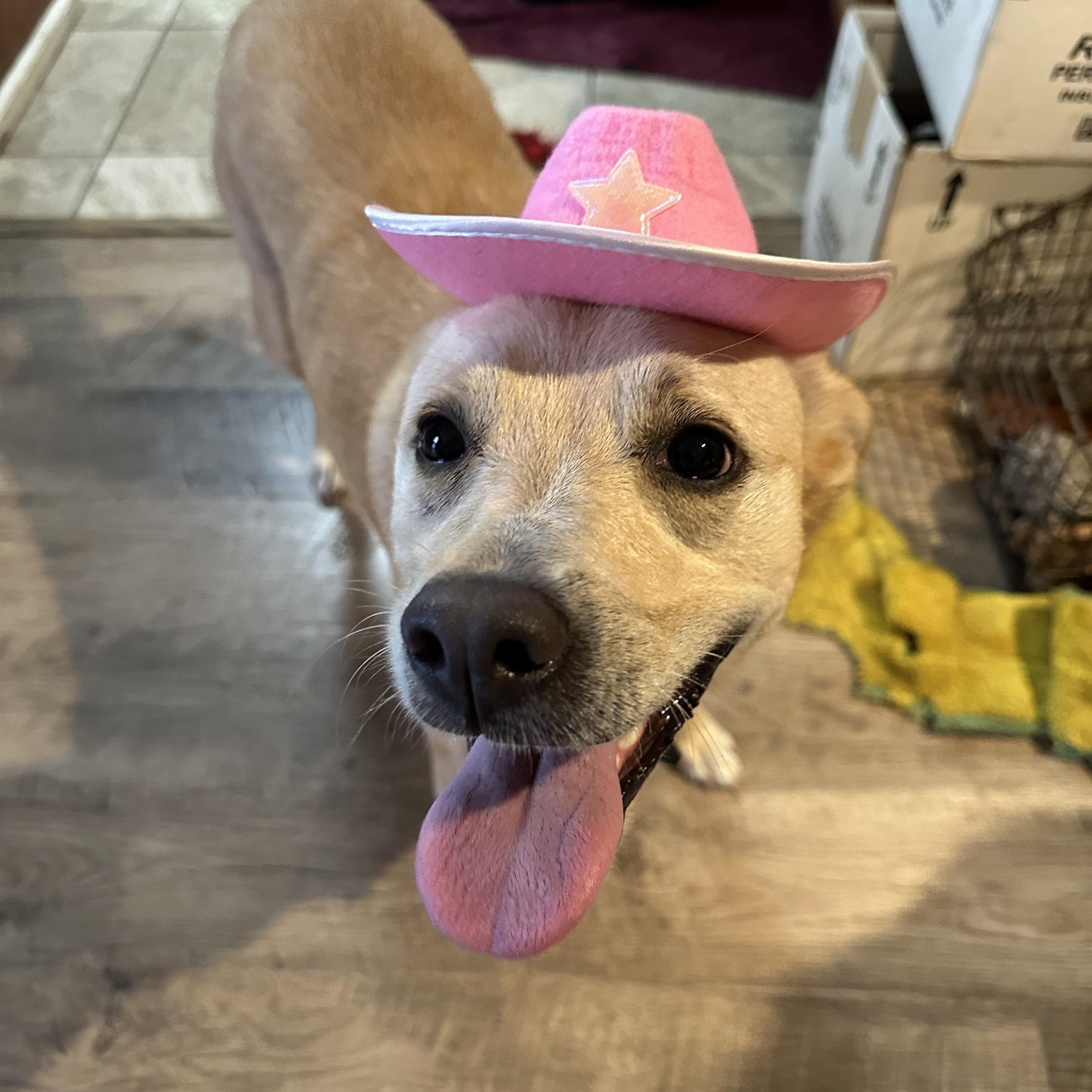 Blondie, Adoptable, Adult Female Labrador Retriever.